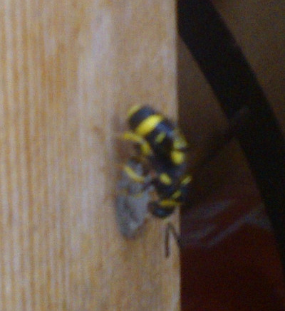 Osmia sp-Apidae e Ancistrocerus sp.-Vespidae in condominio